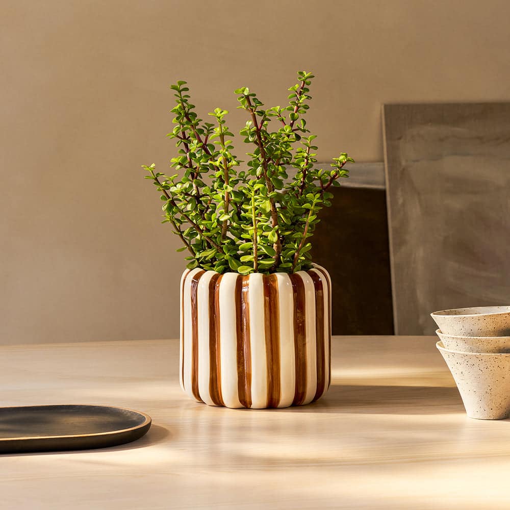 Portulacaria Afra (Elephant Bush) in striped pot, cat safe succulent