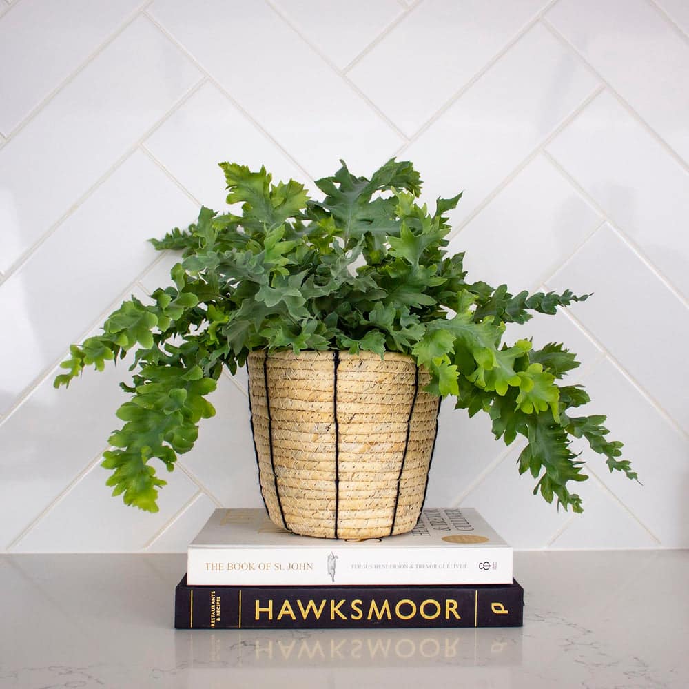 Phlebodium Aureum blue fern in woven pot, cat safe houseplant