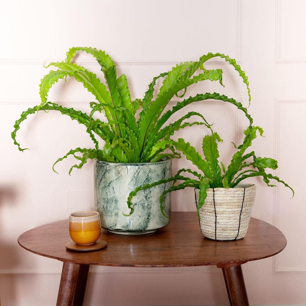 Bird’s Nest Fern plants in green marble and woven pots, cat safe houseplants