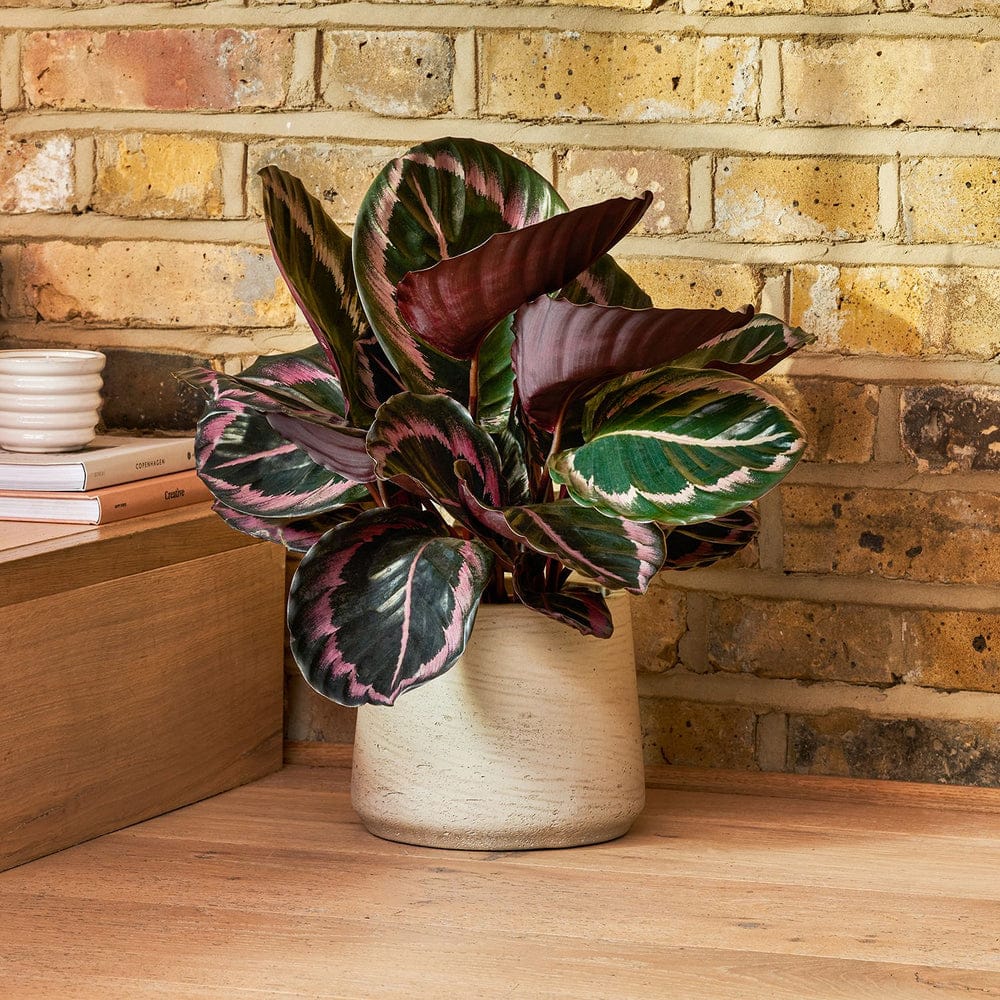 Calathea Triostar with bold pink and green leaves, cat safe houseplant