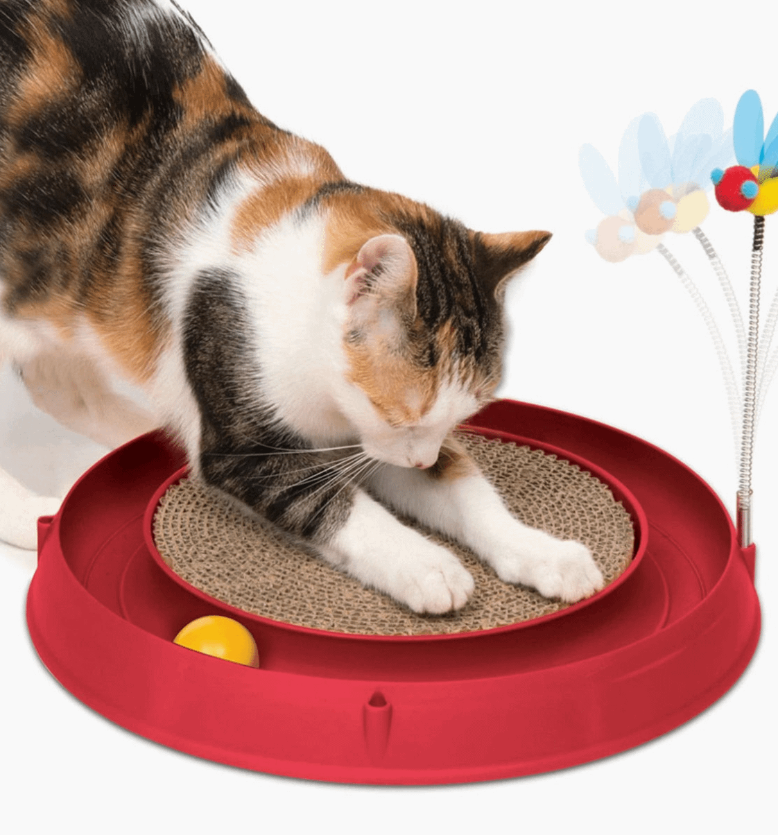Cat playing with a 3-in-1 ball circuit toy and scratch pad from Pets Villa