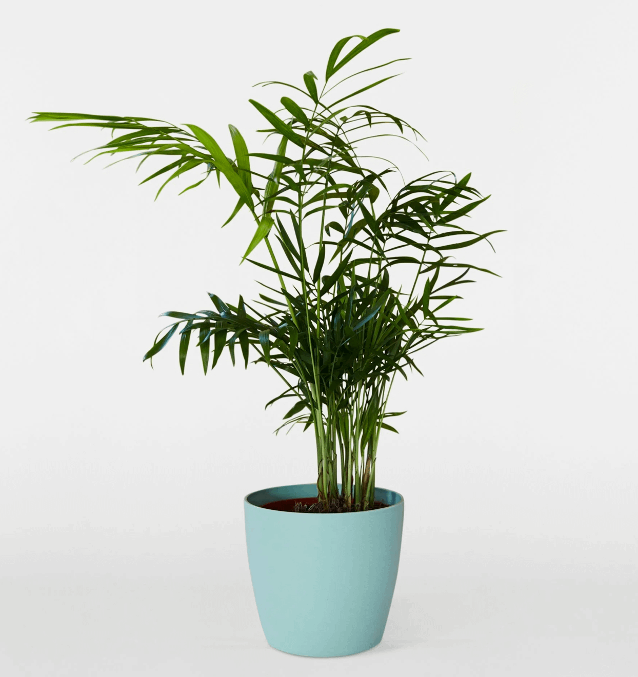 Parlour Palm in blue pot, cat safe indoor plant