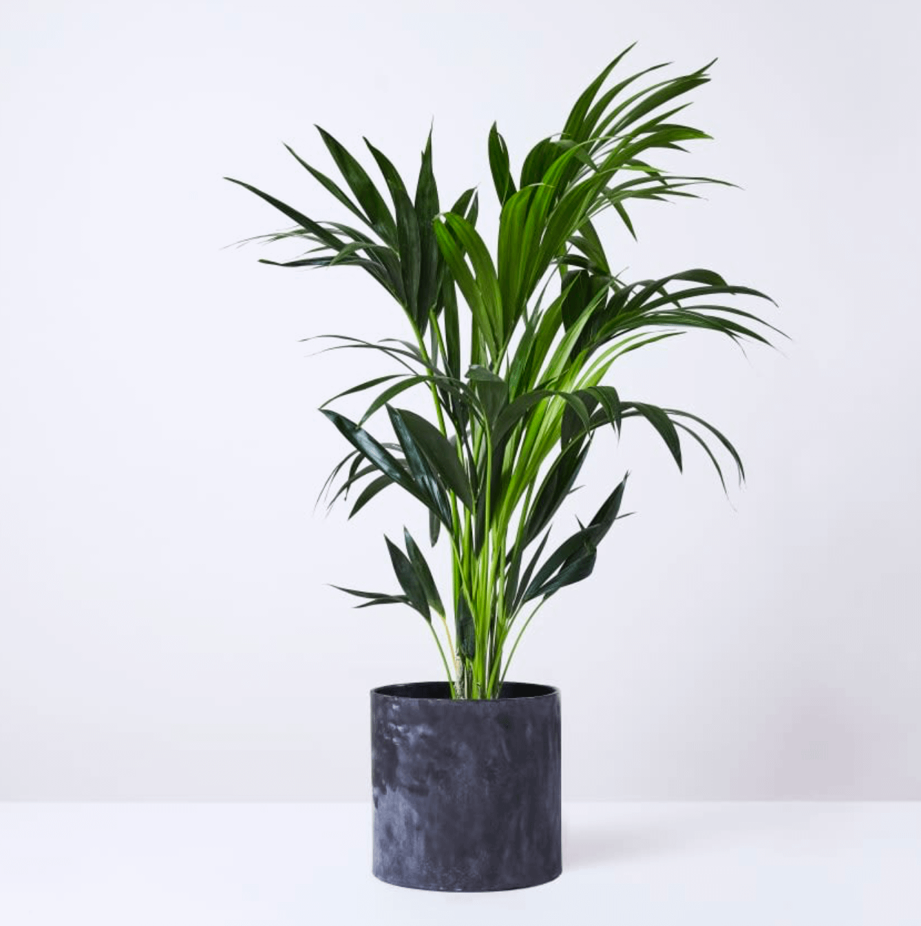 Kentia Palm in dark pot, cat safe large indoor plant