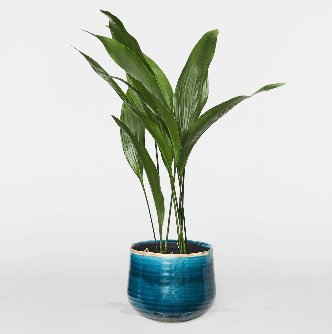 Aspidistra (Cast Iron Plant) in blue ceramic pot, cat safe indoor plant