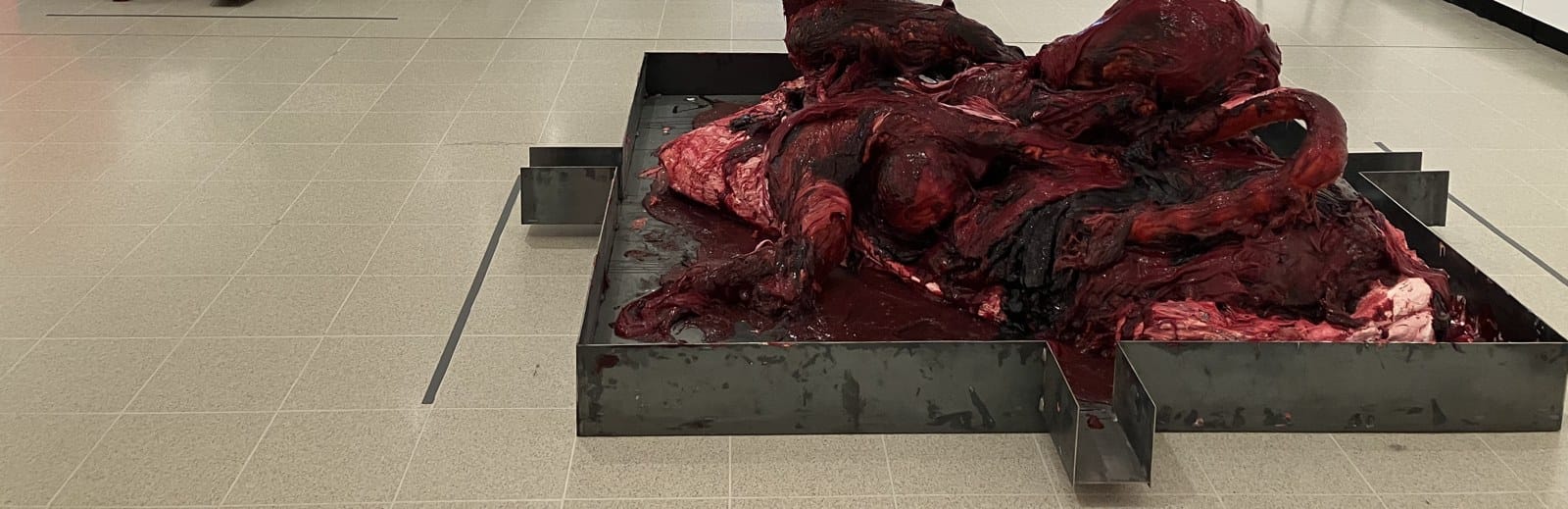 Heaps of dark red silicone and paint in low steel trays, by Anish Kapoor, on a gallery floor