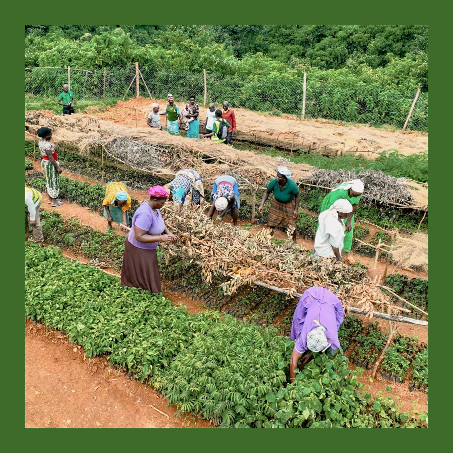 Workers tending rows of tree seedlings at a nursery funded through Ecologi