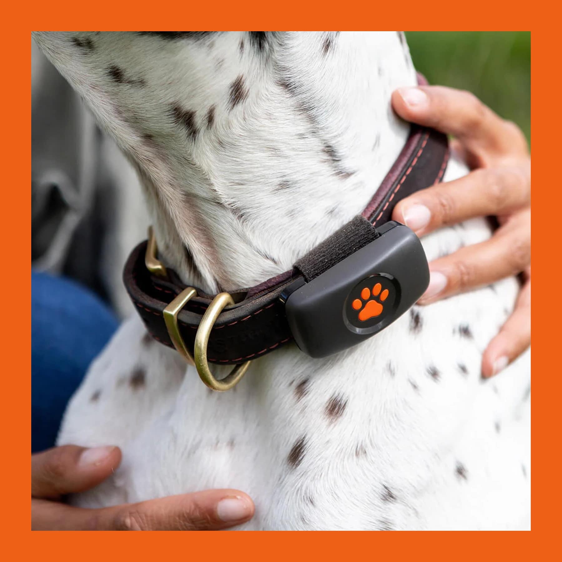 PitPat GPS dog tracker clipped to a brown leather collar on a Dalmatian