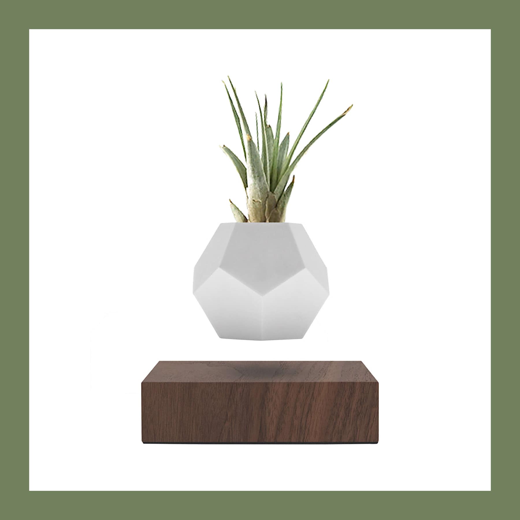 White 12-sided Flyte Lyfe pot with an air plant floating above a walnut magnetic base