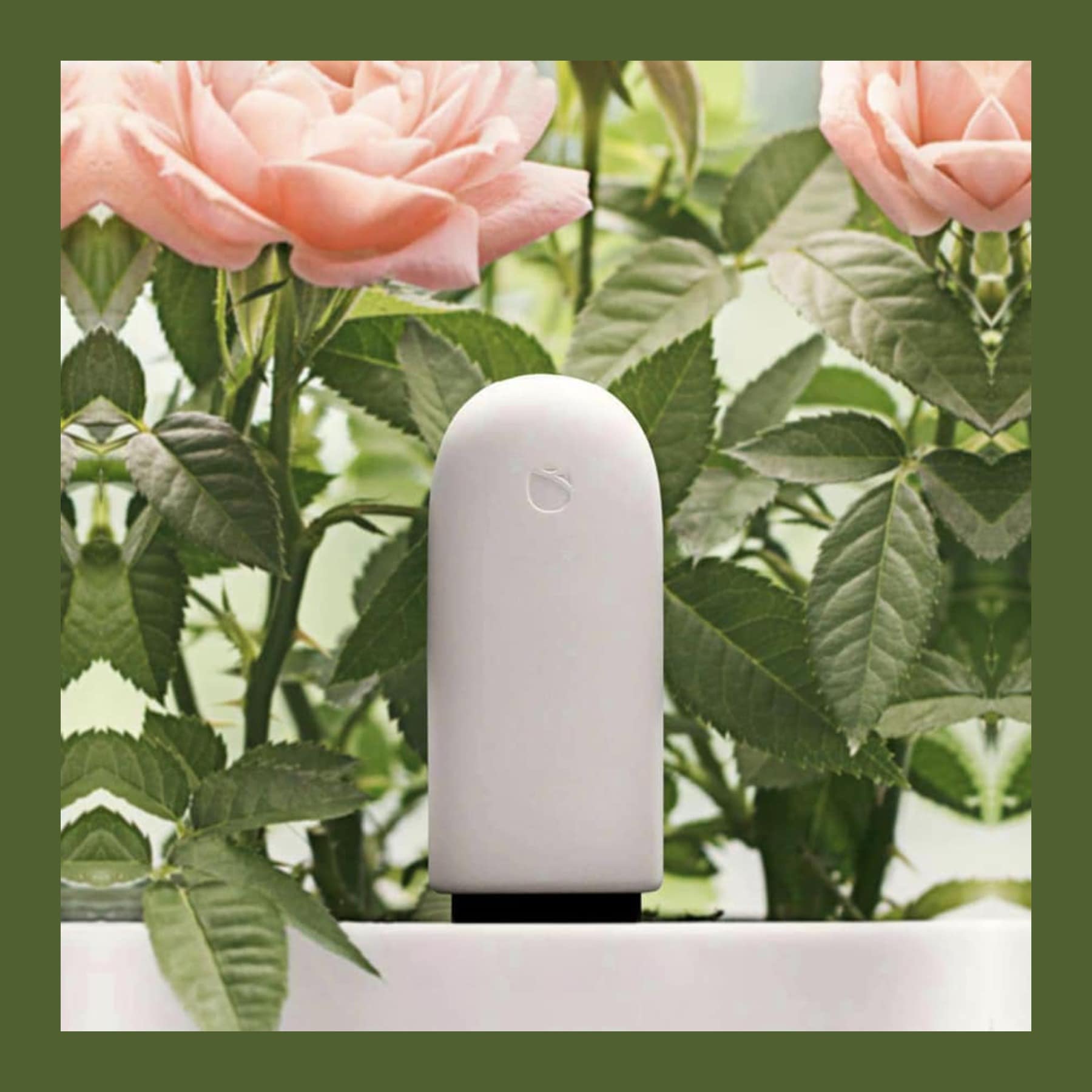 White Flower Care plant sensor pushed into the soil of a potted rose