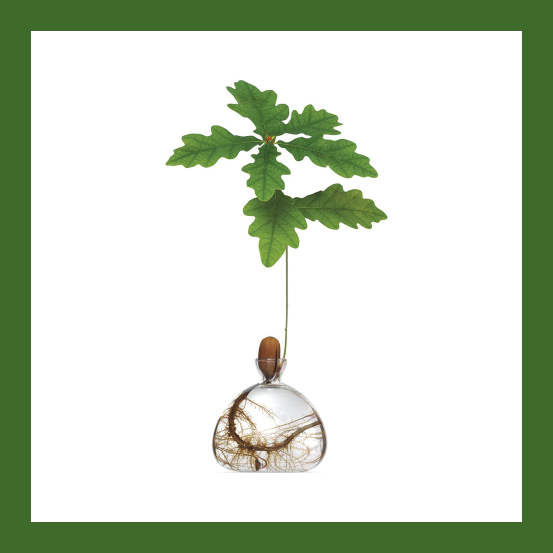 Clear glass Ilex Studio Acorn Vase with an oak seedling and its roots growing from an acorn