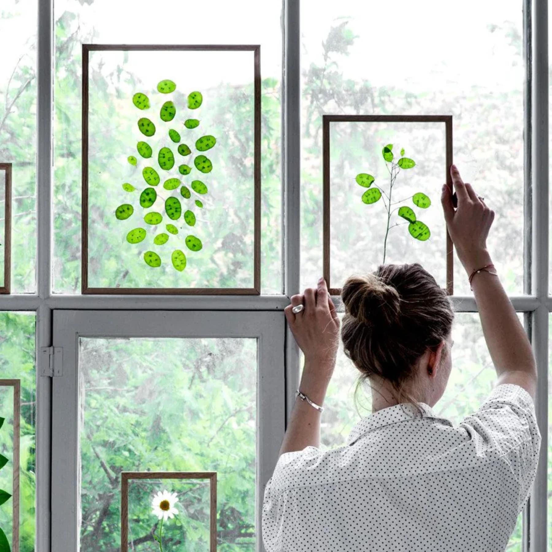 Person hanging Moebe Frame on a window with pressed green leaves inside, showcasing minimalist Scandinavian design and floating frame effect.