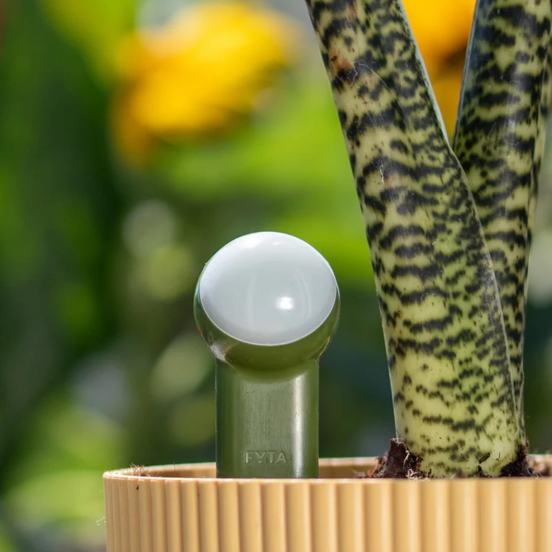 FYTA Beam G2 plant sensor with white dome in a ribbed pot next to a snake plant