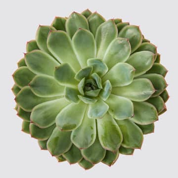 Echeveria Pulidonis succulent, cat safe indoor plant