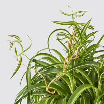 Curly Spider Plant close-up, cat safe houseplant