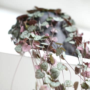String of Hearts plant trailing from shelf, cat safe houseplant