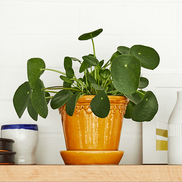 brasil philodendron bunnings Philodendron Brazil in Hanging Basket, Live Tropical Vining Plant