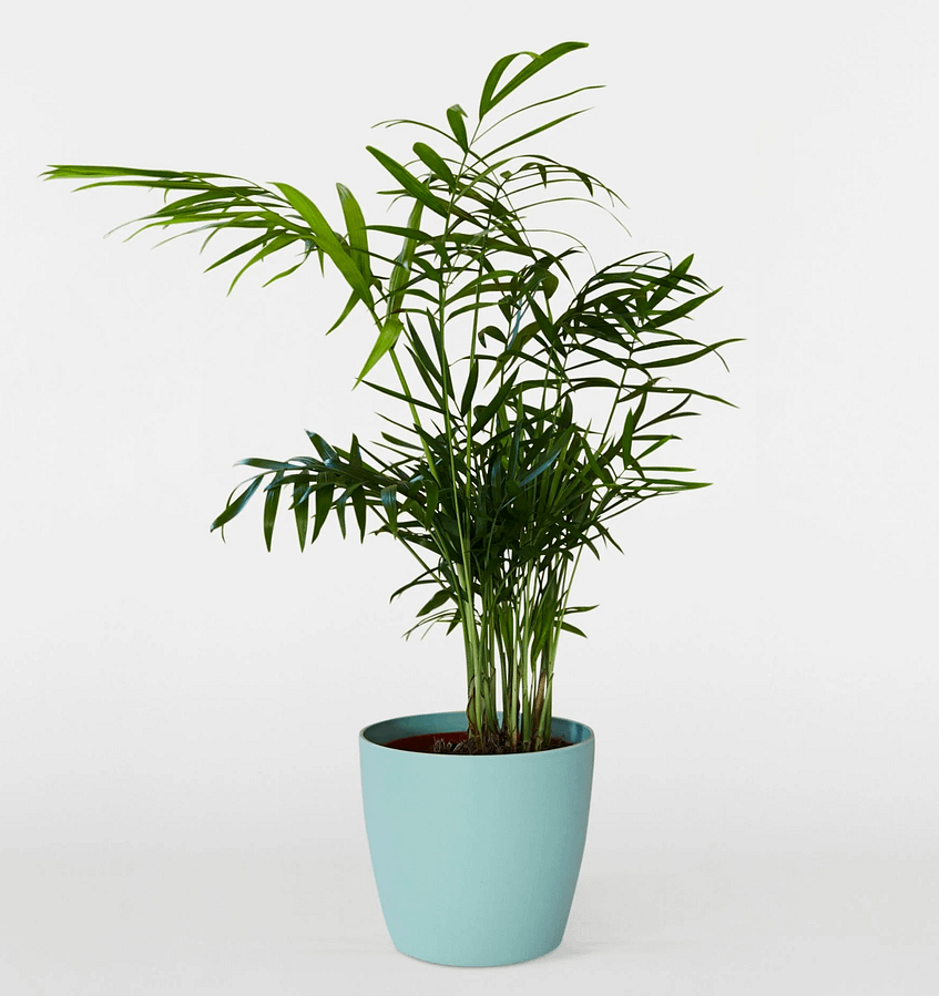 Parlour Palm in blue pot, cat safe indoor plant