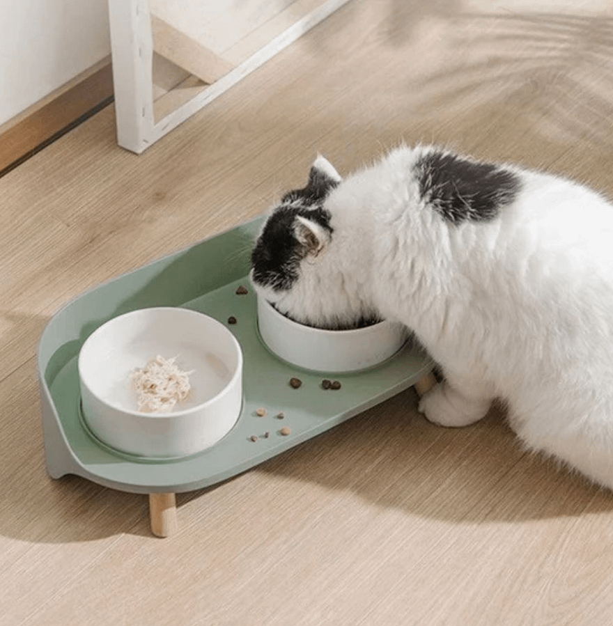 White cat eating from a green double bowl set with raised non-slip base