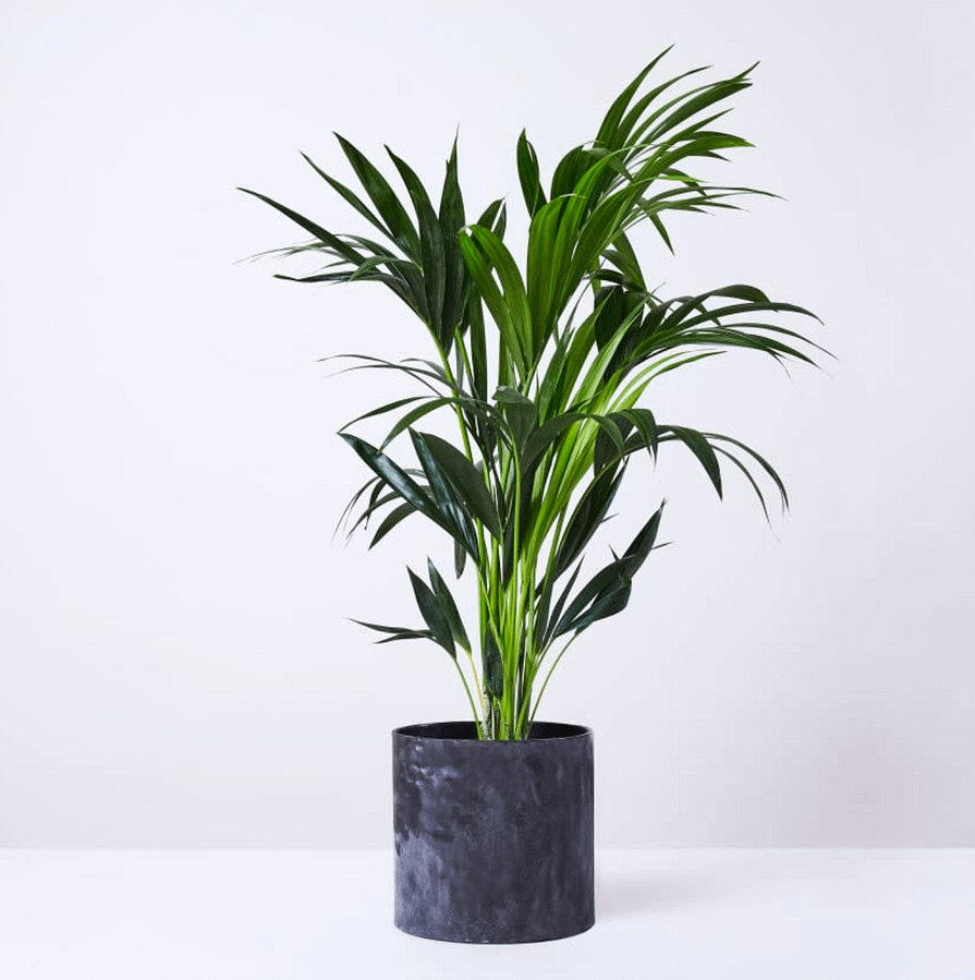 Kentia Palm in dark pot, cat safe large indoor plant