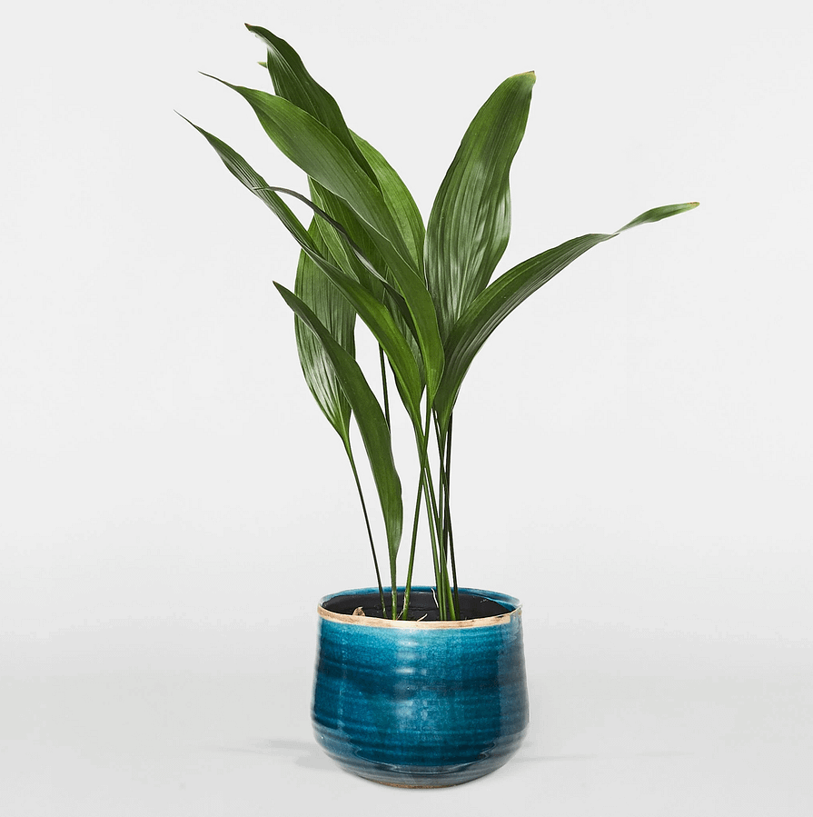 Aspidistra (Cast Iron Plant) in blue ceramic pot, cat safe indoor plant