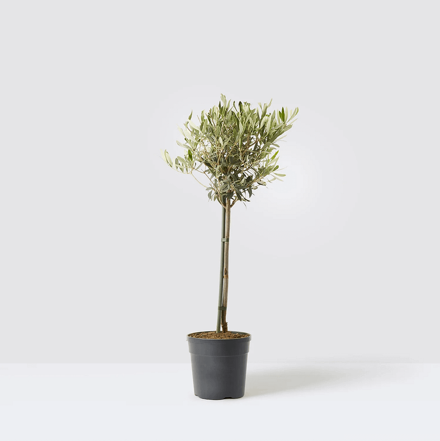 Potted olive tree, cat safe indoor plant