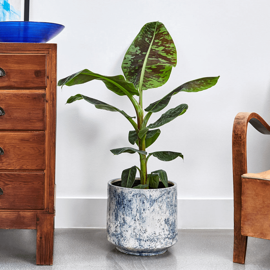 Dwarf Cavendish banana plant in ceramic pot, cat safe houseplant