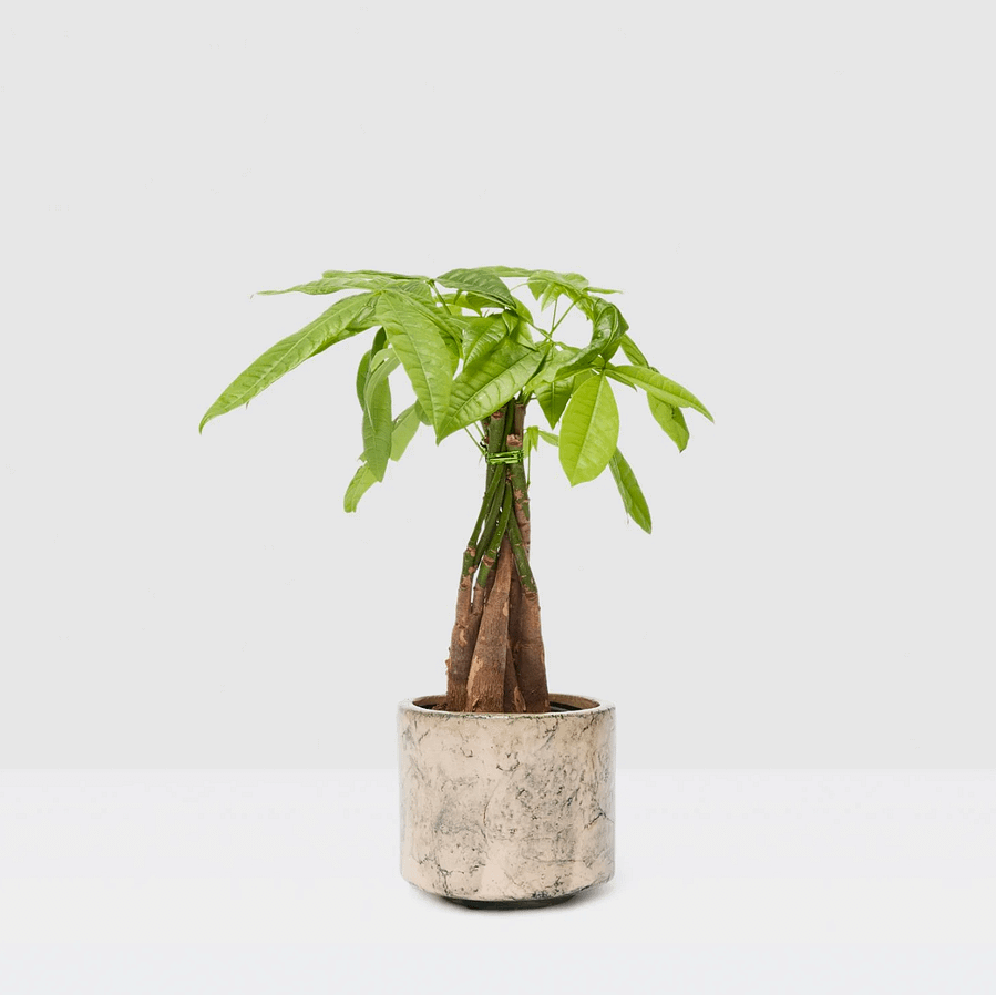 Pachira Aquatica Money Tree in marble pot, cat safe houseplant