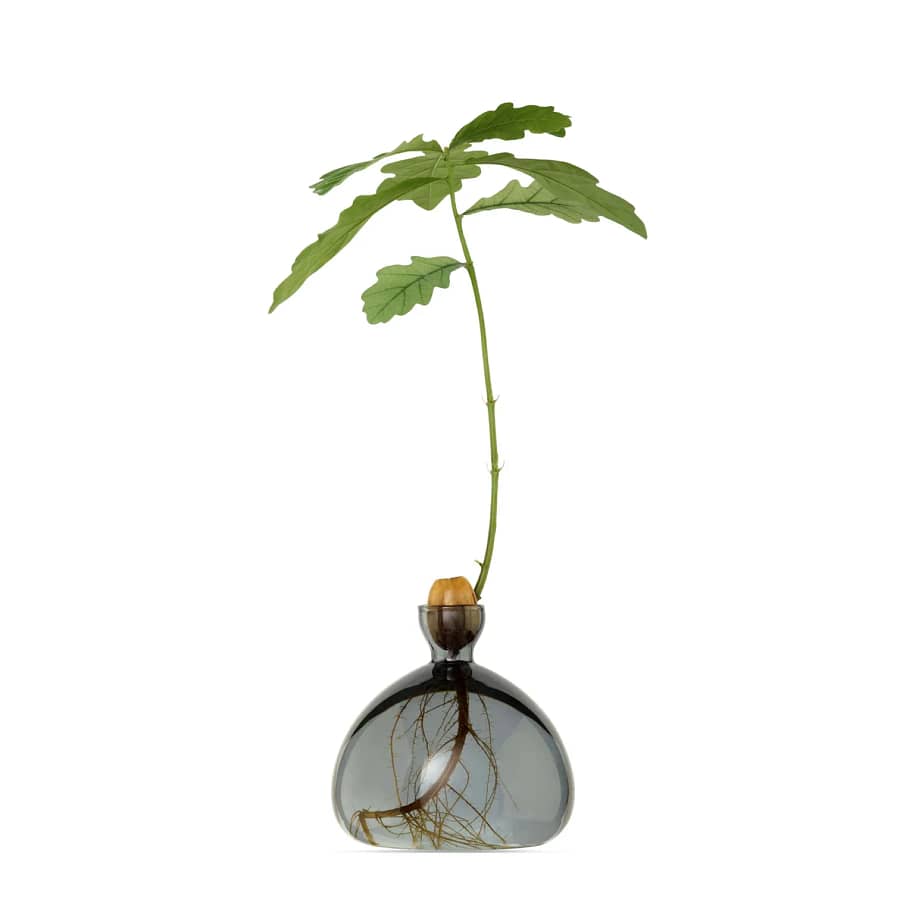 Acorn Vase – £30
