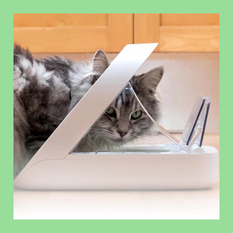 Cat using the SureFeed Microchip Pet Feeder with the lid open, showing how the feeder only opens for the authorised pet.