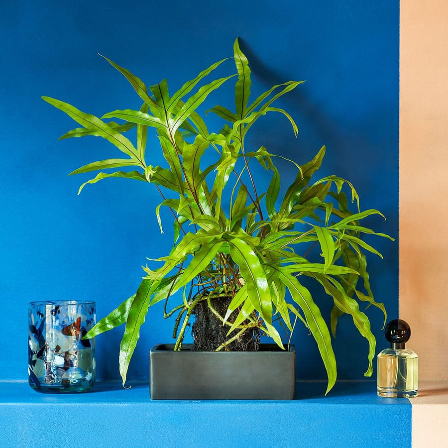 Kangaroo Paw Fern in modern pot, cat safe indoor plant