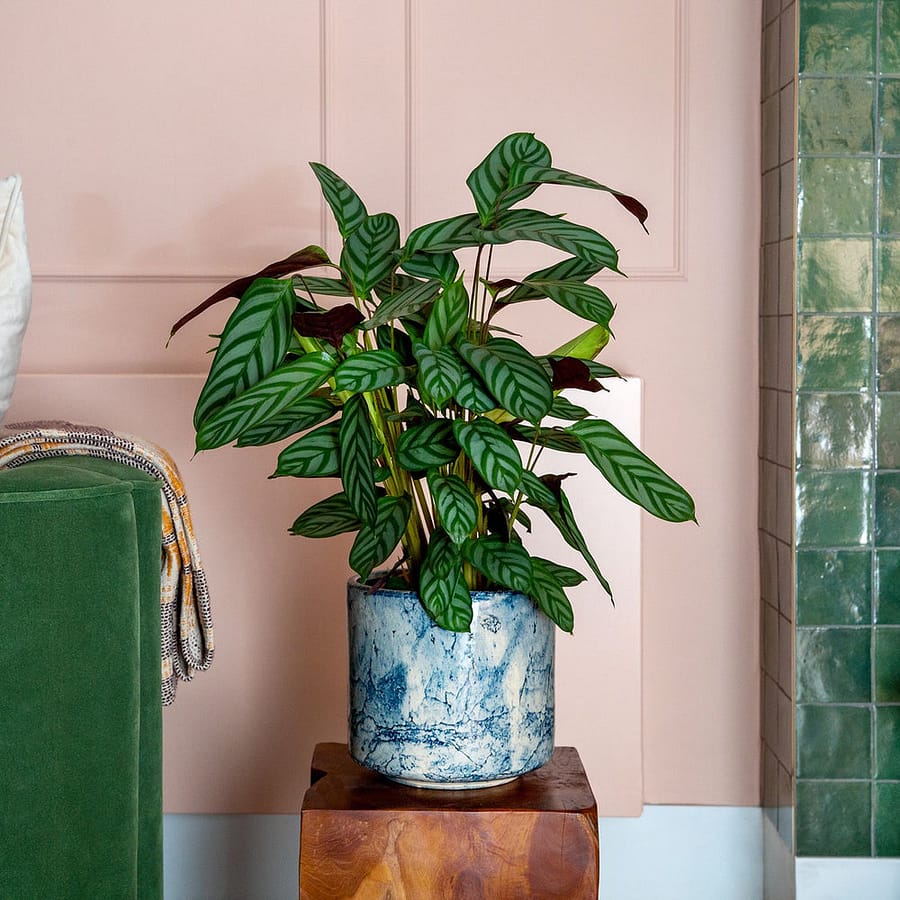 Calathea plant with striped leaves, cat safe houseplant in marble pot