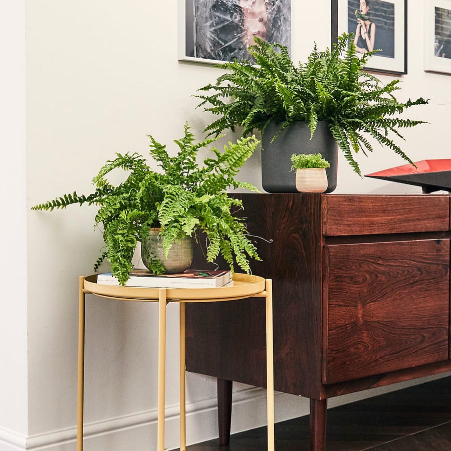 Boston Fern plants in ceramic pots, cat safe houseplants