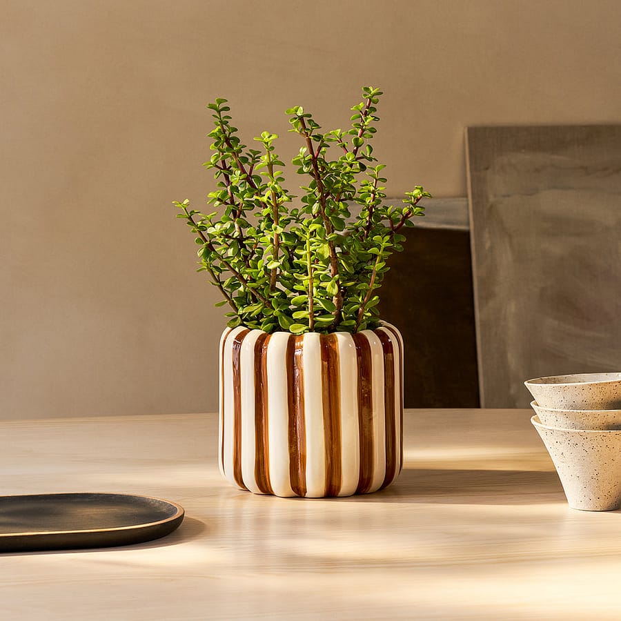 Portulacaria Afra (Elephant Bush) in striped pot, cat safe succulent