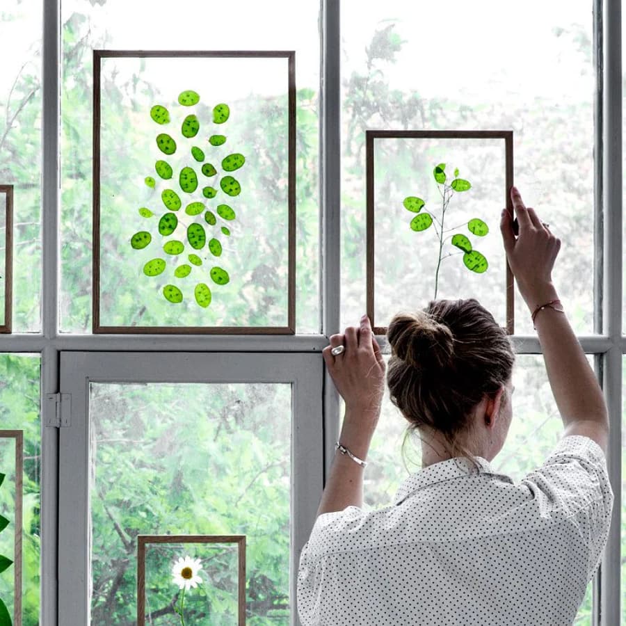 Person hanging Moebe Frame on a window with pressed green leaves inside, showcasing minimalist Scandinavian design and floating frame effect.