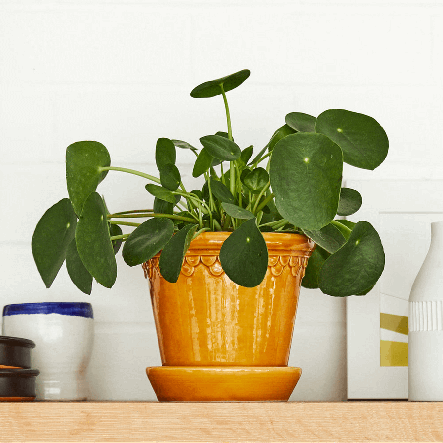 Chinese Money Plant in orange glazed pot, cat safe houseplant