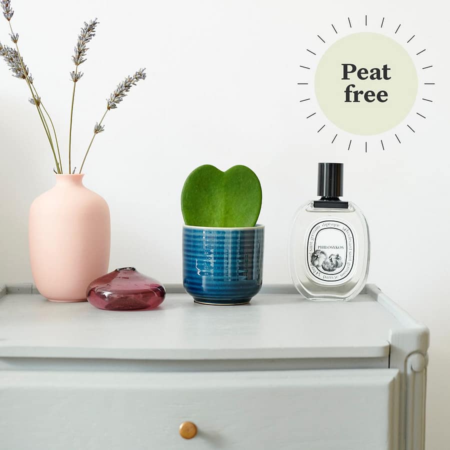 Sweetheart plant (Hoya Kerrii) in blue pot, cat safe houseplant on bedside table