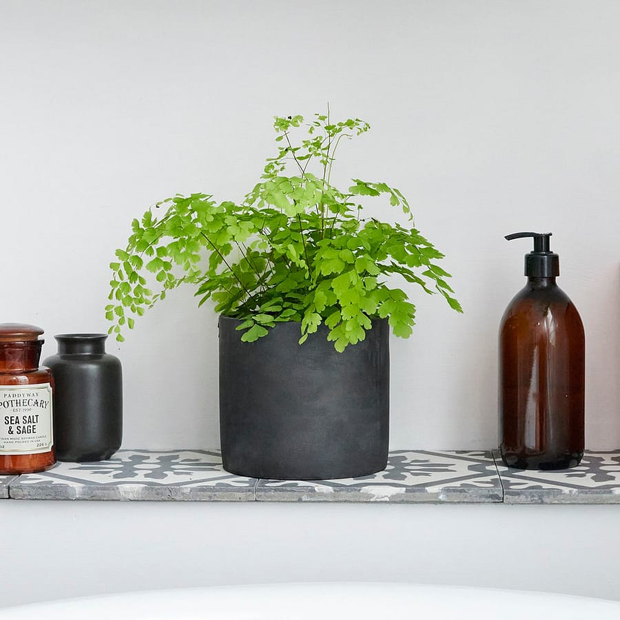 Maidenhair Fern in grey pot, cat safe houseplant for bathrooms