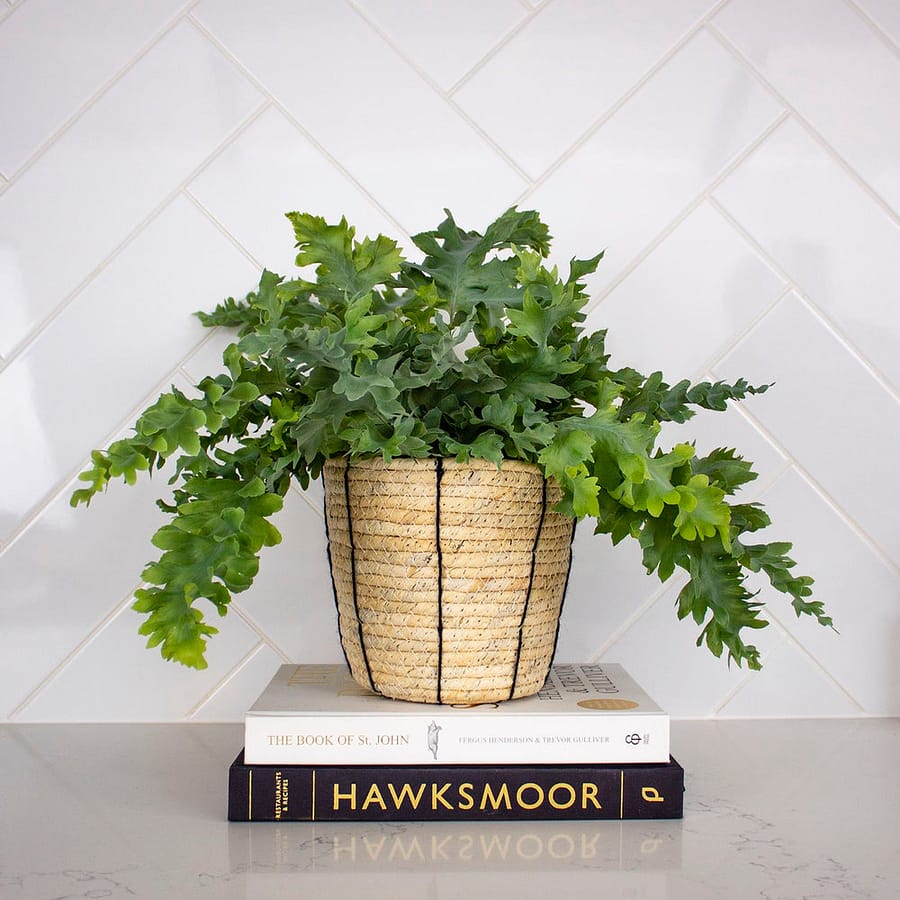 Phlebodium Aureum blue fern in woven pot, cat safe houseplant