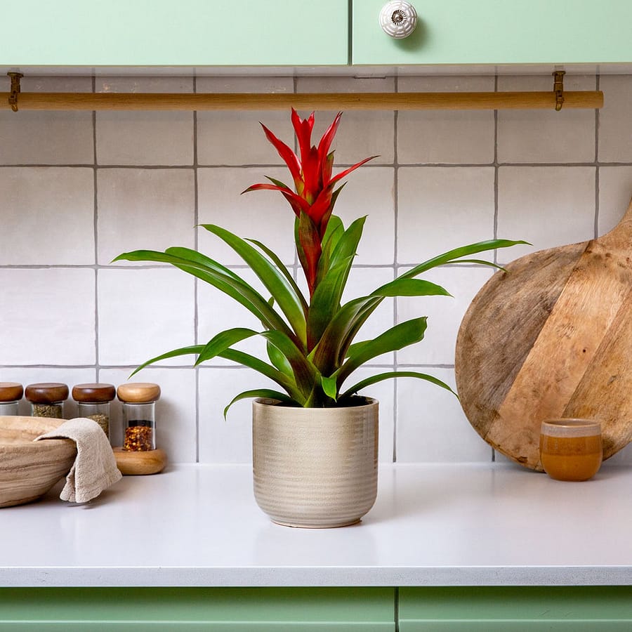 Scarlet Star plant (Guzmania) with red bloom, cat safe houseplant