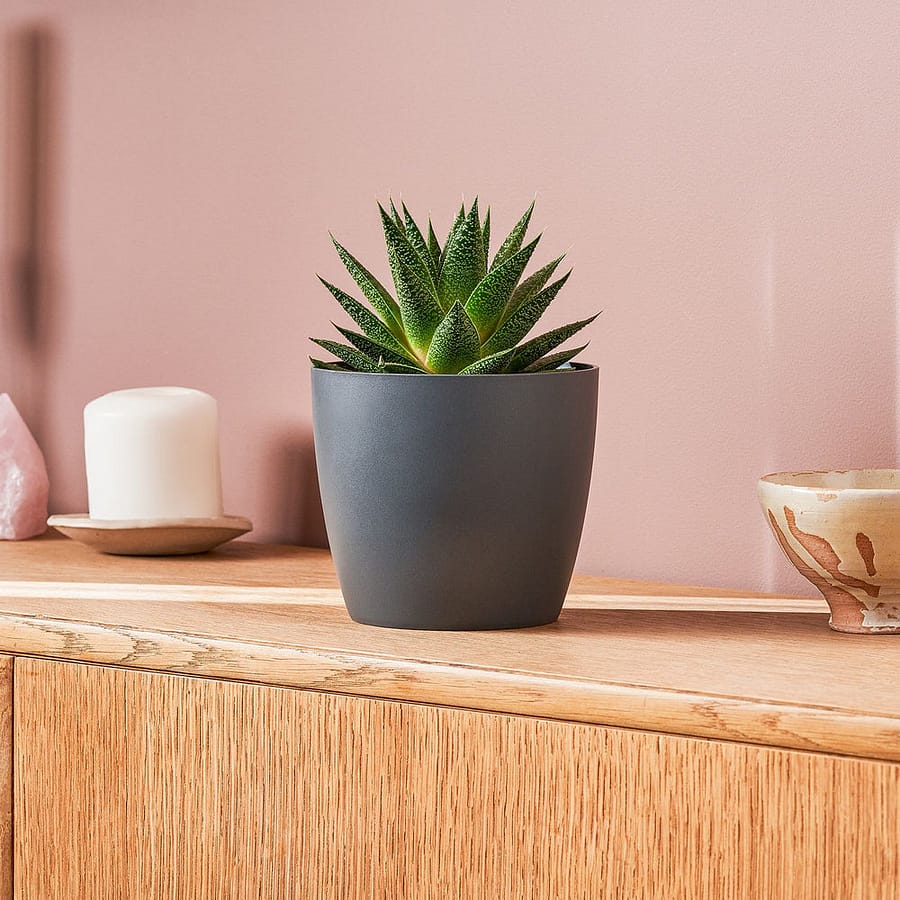 Gasteria Obliqua ‘Duval’ succulent, cat safe plant in grey pot