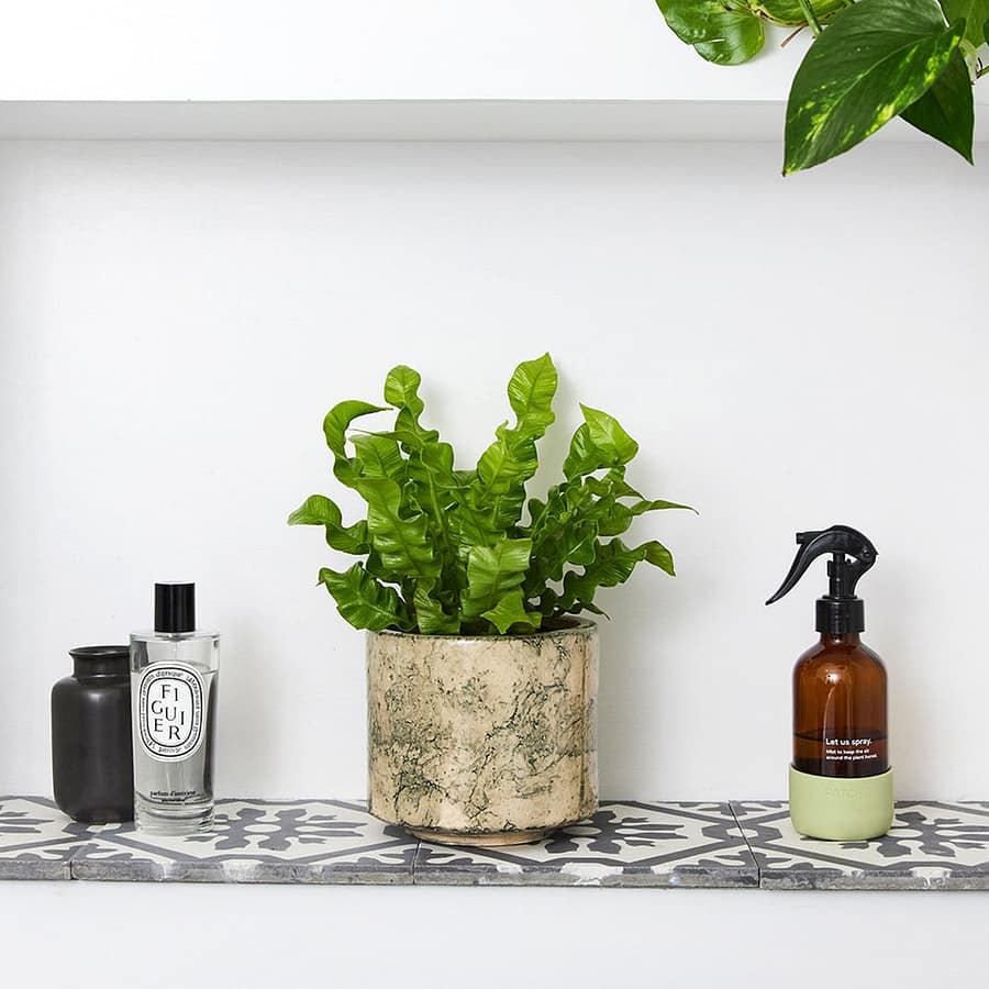Bird’s Nest Fern in marble-effect pot, cat safe indoor plant