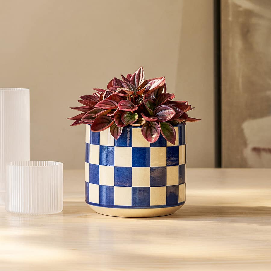 Peperomia Rosso in blue check pot, cat safe indoor plant