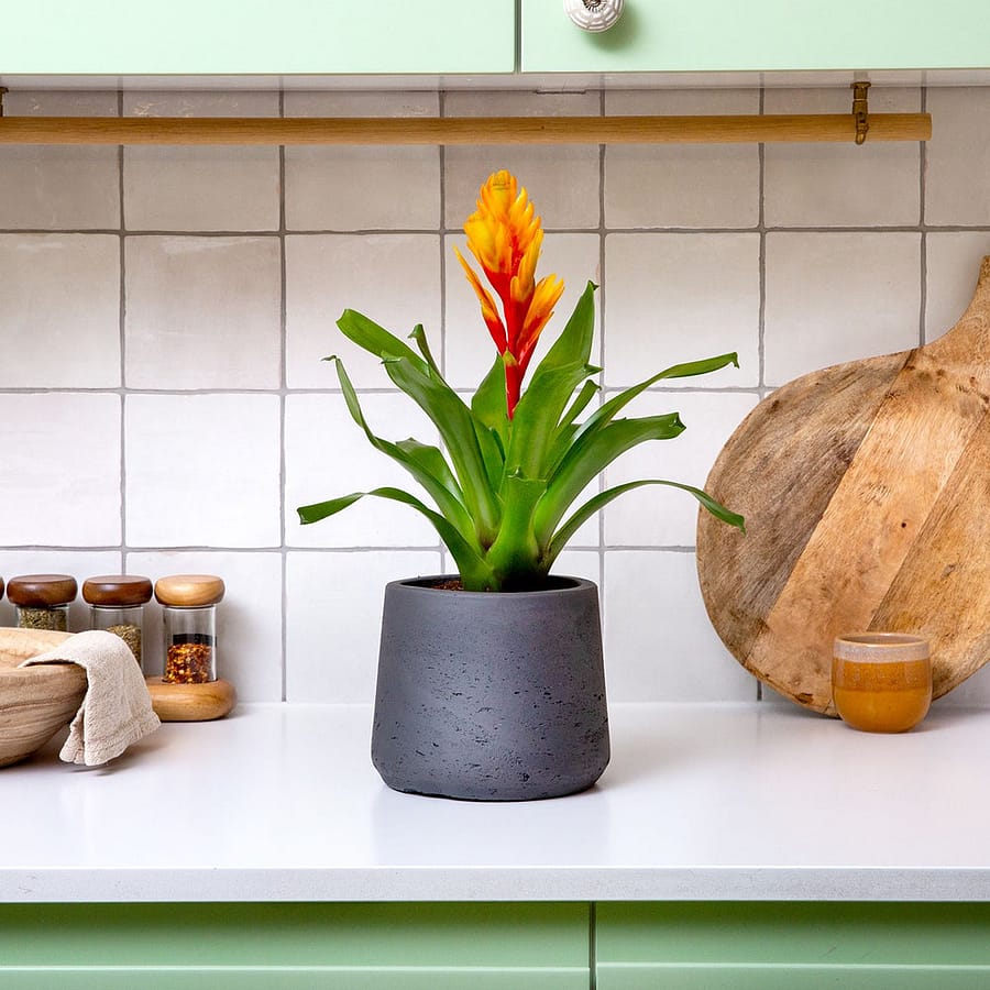 Vriesea Intenso Orange Flame plant in grey pot, cat safe houseplant