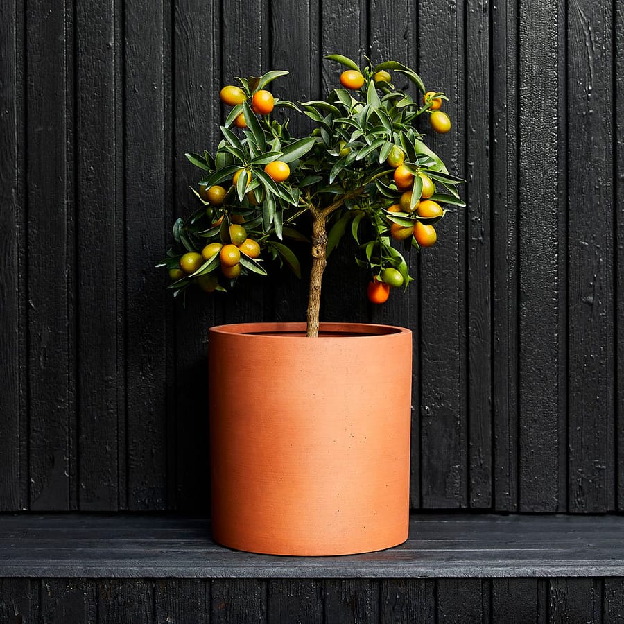 Kumquat tree in terracotta pot, cat safe indoor plant