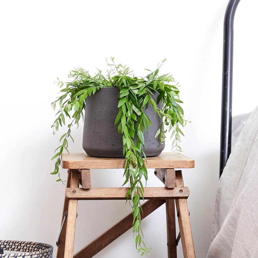Aeschynanthus Japhrolepsis trailing plant, cat safe houseplant in grey pot