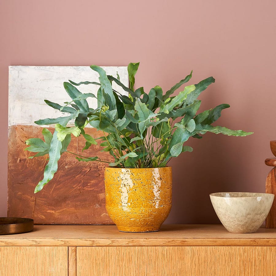 Phlebodium Aureum ‘Davana’ blue fern, cat safe houseplant in yellow pot