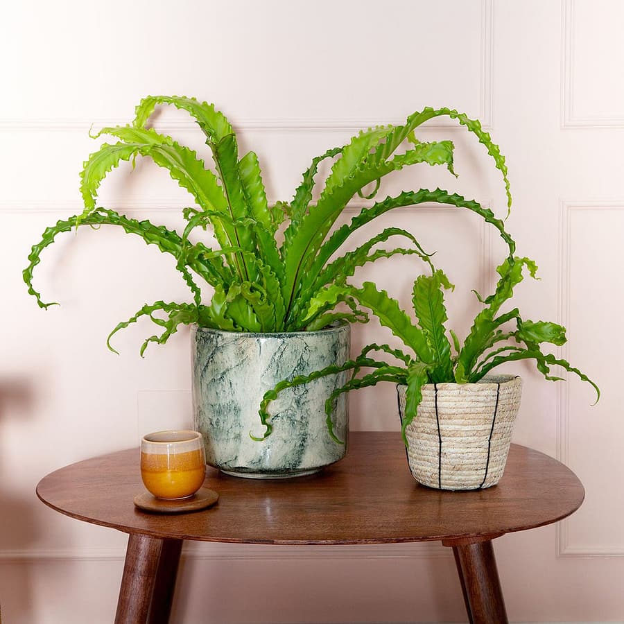 Bird’s Nest Fern plants in green marble and woven pots, cat safe houseplants