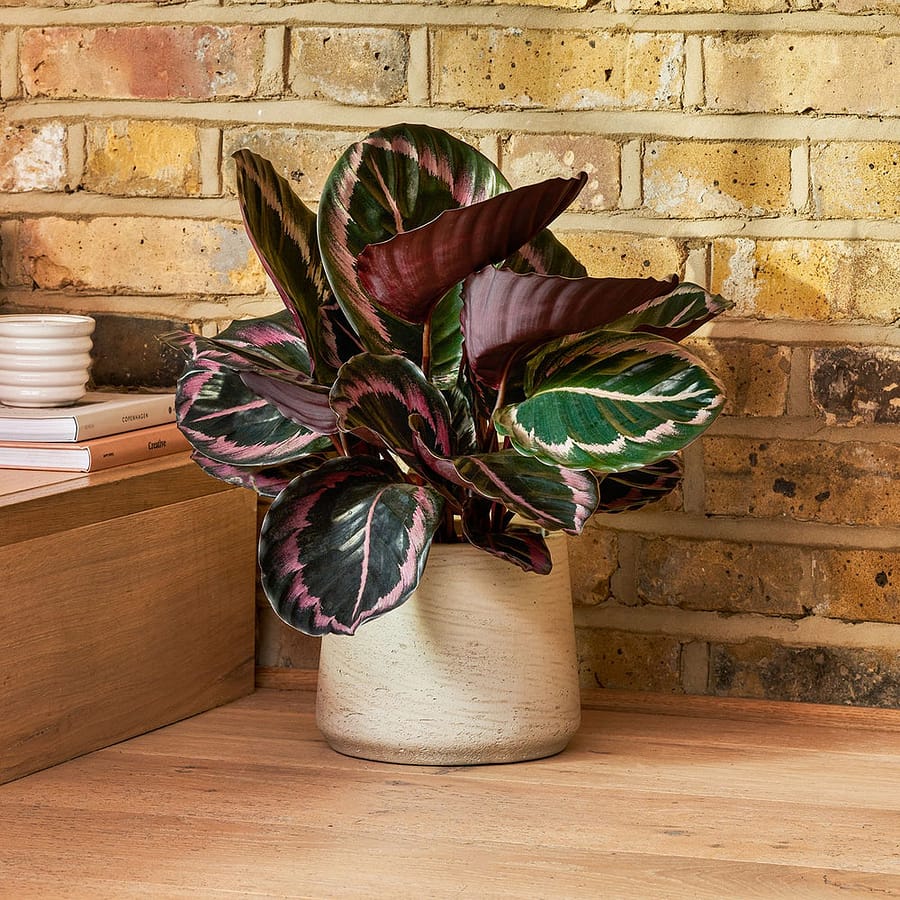 Calathea Triostar with bold pink and green leaves, cat safe houseplant