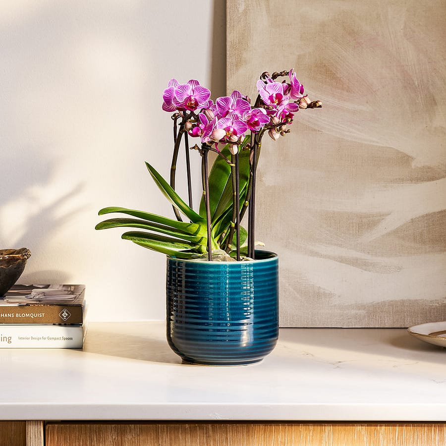 Pink orchid bouquet in blue pot, cat safe houseplant