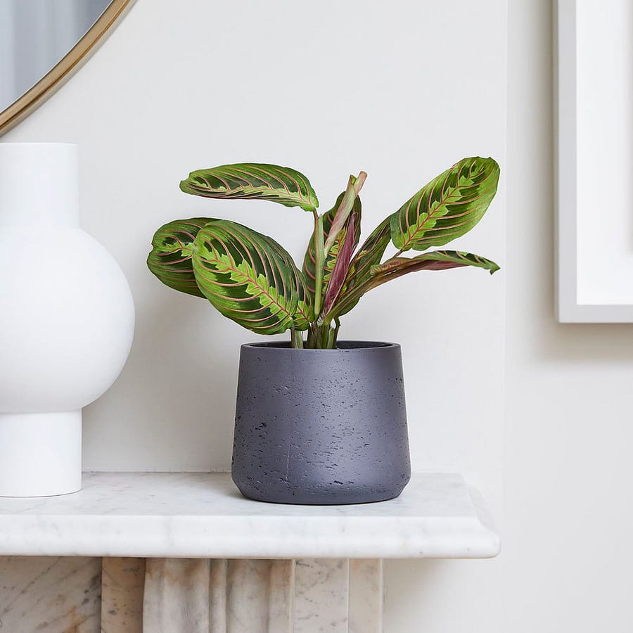 Prayer Plant (Maranta Leuconeura) with patterned leaves, cat safe houseplant